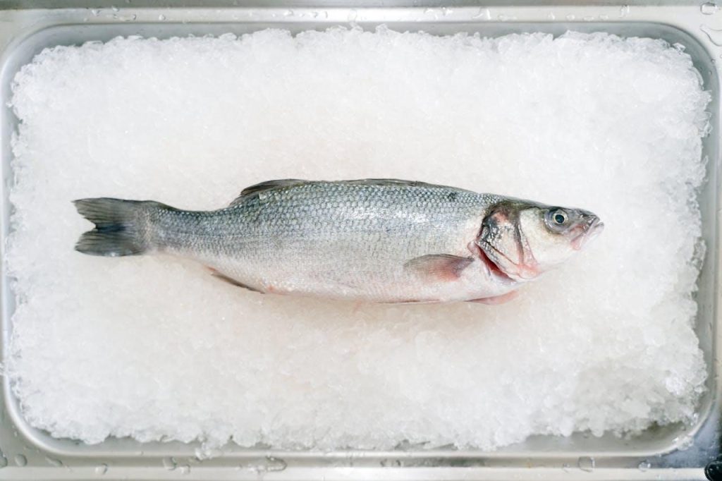 Cum contribuie bibanul de mare australian la sustenabilitate cu un impact pozitiv asupra mediului și gastronomiei 1 Cum contribuie bibanul de mare australian la sustenabilitate cu un impact pozitiv asupra mediului și gastronomiei