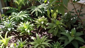 Mini-pădure urbană cu plante dese și verzi.